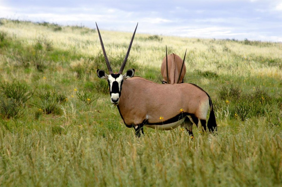 Mkomazi